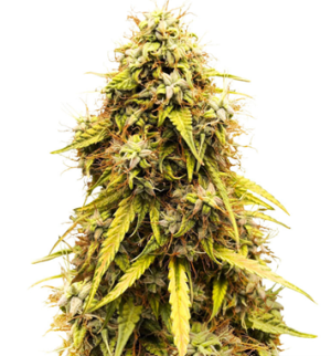 1750252821637.png 1750252821637.png