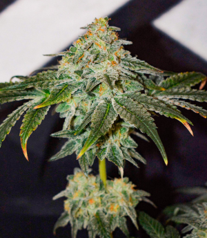 1750323588589.png 1750323588589.png