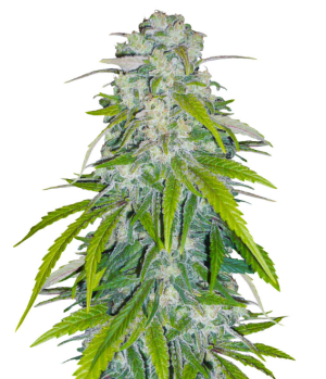 1750696193879.png 1750696193879.png