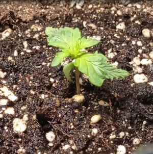 Карамелька 22.06.png