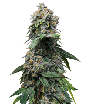 1750780371767.png 1750780371767.png