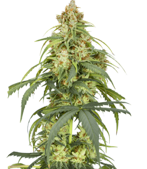 1750848265282.png 1750848265282.png