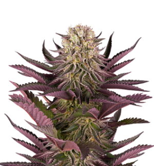 1750942646028.png 1750942646028.png