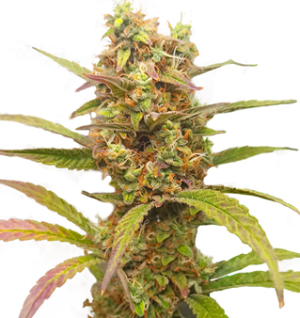 1750942663020.png 1750942663020.png