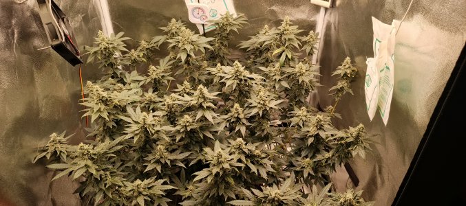 IMG_20250627_185437_699.jpg IMG_20250627_185437_699.jpg