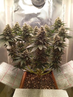 1000018921.jpg 1000018921.jpg