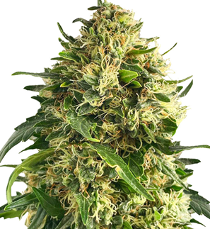 1751381739752.png 1751381739752.png