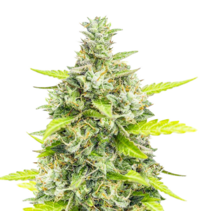 1751473376360.png 1751473376360.png