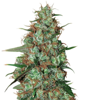 1751473460625.png 1751473460625.png