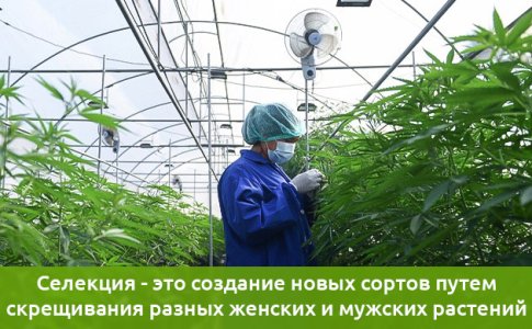selekciya-process-polucheniya-novyh-sortov__DmMarWiZOwxey7vj.jpg selekciya-process-polucheniya-novyh-sortov__DmMarWiZOwxey7vj.jpg