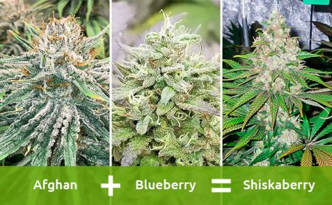 osnovy-razvedeniya-konopli__ZH0iXaNMc9cLHTAi.jpg osnovy-razvedeniya-konopli__ZH0iXaNMc9cLHTAi.jpg