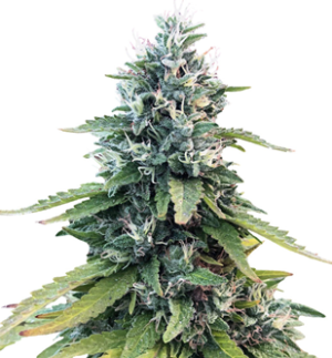 1751546242952.png 1751546242952.png