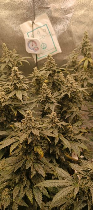 IMG_20250704_190059_883.jpg IMG_20250704_190059_883.jpg