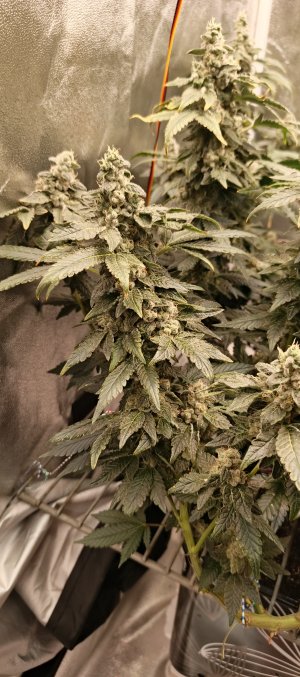 IMG_20250704_190046_554.jpg IMG_20250704_190046_554.jpg