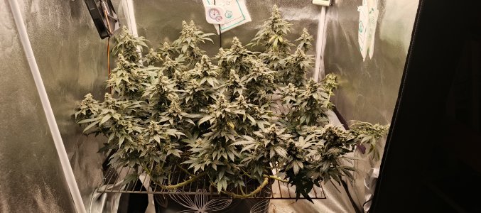 IMG_20250704_190032_695.jpg IMG_20250704_190032_695.jpg