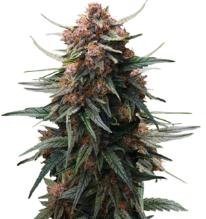 1751718640379.png 1751718640379.png