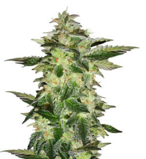 1751718654938.png 1751718654938.png