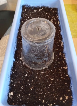 подг2.jpg подг2.jpg