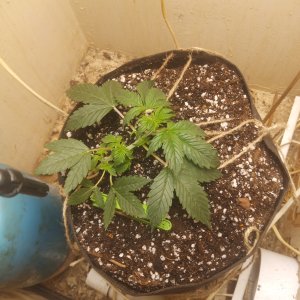 пригнул 06 июля..jpg