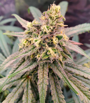 1752077190893.png 1752077190893.png