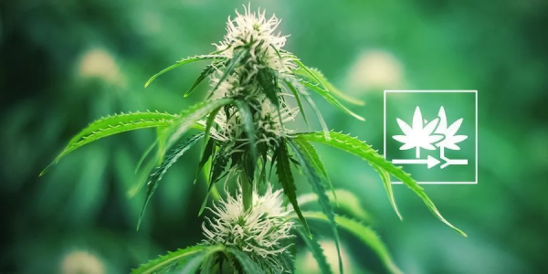 1752077449752.png 1752077449752.png