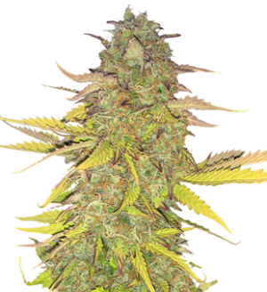 1752319298410.png 1752319298410.png