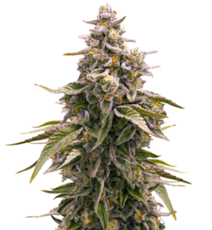 1752494377504.png 1752494377504.png