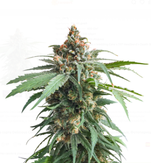 1752926011470.png 1752926011470.png