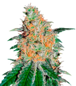 1753015947549.png 1753015947549.png