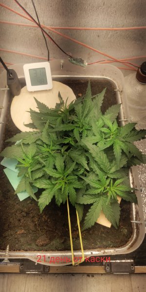 P50721-100353 (1)(1).jpg