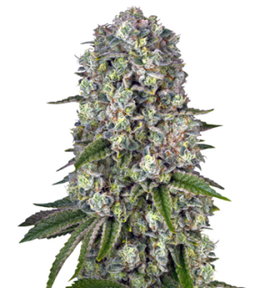 1753089902819.png 1753089902819.png