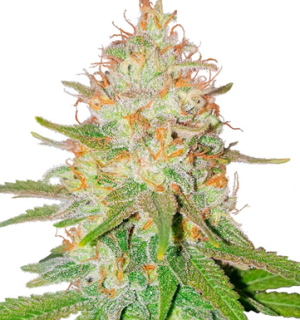 1753095825409.png 1753095825409.png