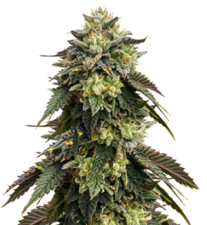 1753195496379.png 1753195496379.png