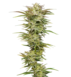 1753278019737.png 1753278019737.png