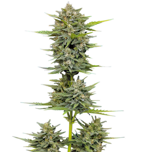 1753284536714.png 1753284536714.png