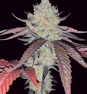 1753357647700.png 1753357647700.png