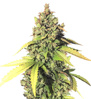 1753357664952.png 1753357664952.png