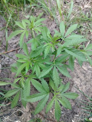 IMG_20250724_201709.jpg IMG_20250724_201709.jpg