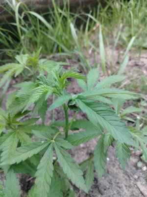 IMG_20250724_201653.jpg IMG_20250724_201653.jpg