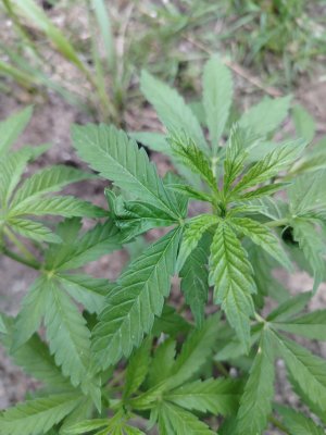 IMG_20250724_201605.jpg IMG_20250724_201605.jpg