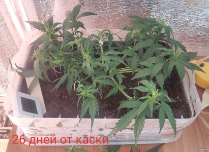 P50726-074835 (1)(1)(1).jpg