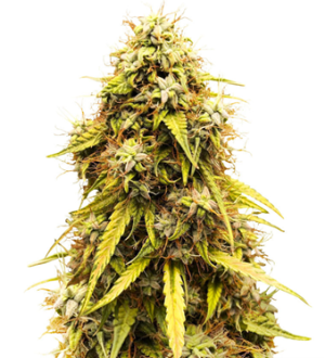 1753881581615.png 1753881581615.png