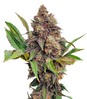 1753980850895.png 1753980850895.png