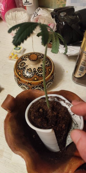 P50731-232645 (1)(1).jpg P50731-232645 (1)(1).jpg