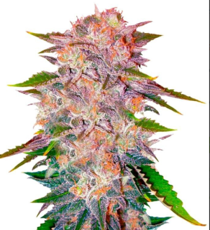 1754032551961.png 1754032551961.png