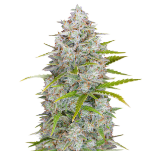 1754068792335.png 1754068792335.png