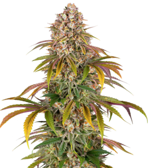 1754068810095.png 1754068810095.png