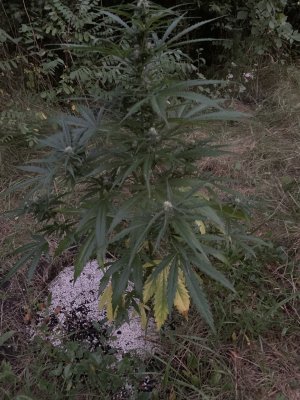 IMG_5285.jpeg IMG_5285.jpeg