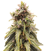 1754304419446.png 1754304419446.png