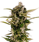 1754311278124.png 1754311278124.png